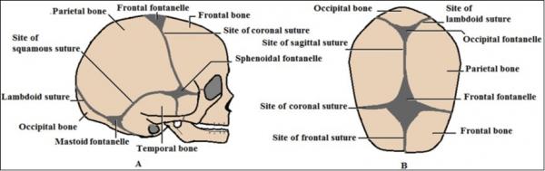 Newborns’ Cranial Vault: Clinical Anatomy and Authors’ Perspective