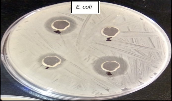  Zones of inhibition of the extracts on Escherichia coli (hole 3 with distiled water as control shows no zone of inhibition)
