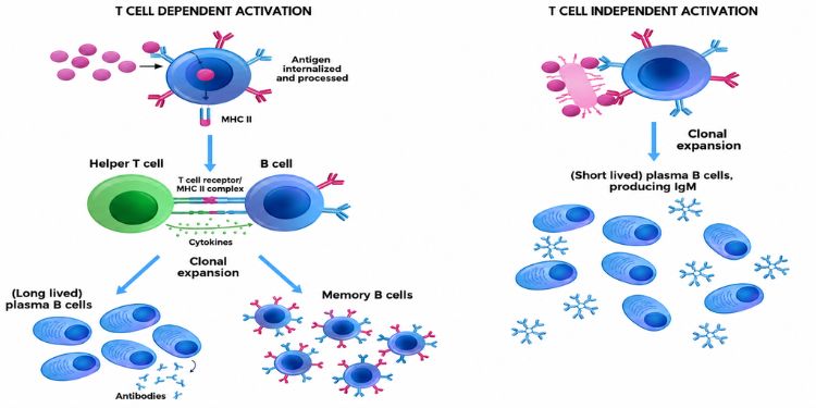 Article: The Advantages of Employing the Immune Response Mediated by Immunoglobulins in Preclinical and Clinical Research: An Essential Review